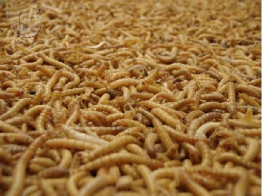 PoulaTo: Mealworms-Αλευροσκουλικο-Πιτουροσκουληκο ζωντανή τροφή